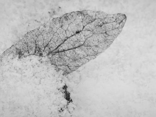 ������� ������ ����