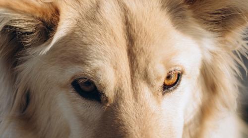 ����� - ������� ����