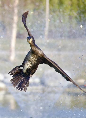 - ��� �� ���?!