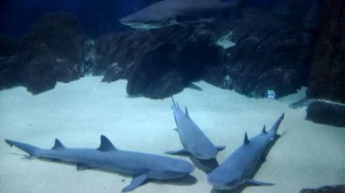 ���������� �� �����