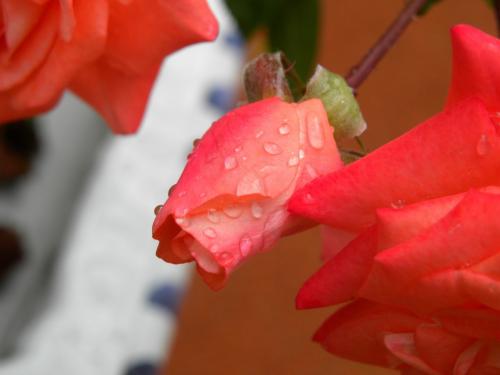 �������� ����