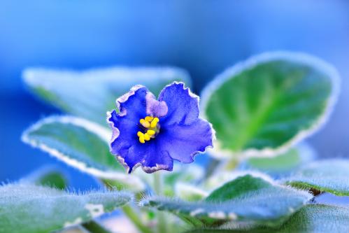 �������� �� ������ ����