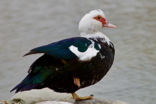 �� ����� ����