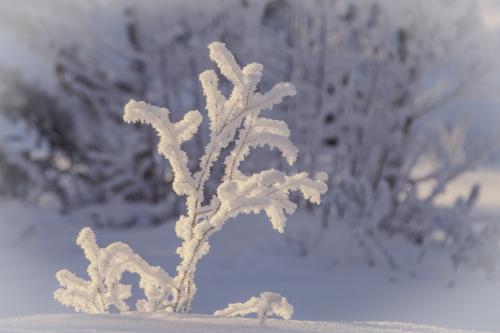 � ������� ������ 