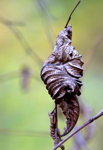 ����� ��� ����