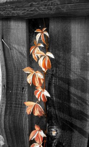 ������� ����