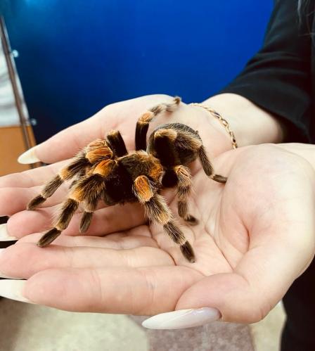 ������������ ��������