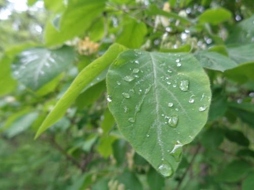 � ������ �����