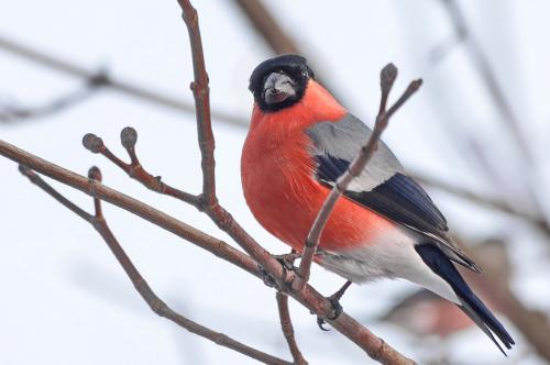 ���������� ��������: �� �������� �����, � � ������. 