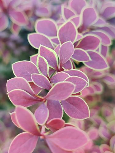 ���������� �������