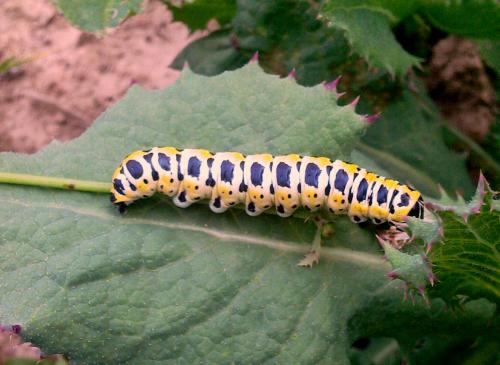 �������� ����� �����������