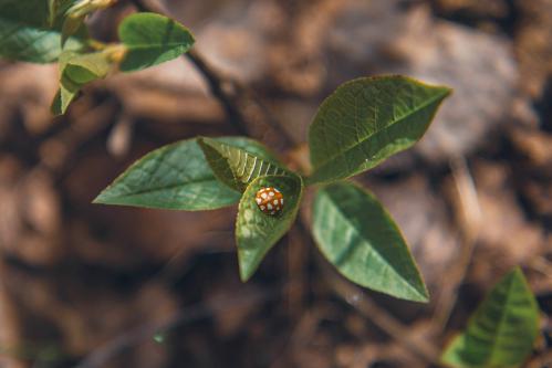 ����� ��������