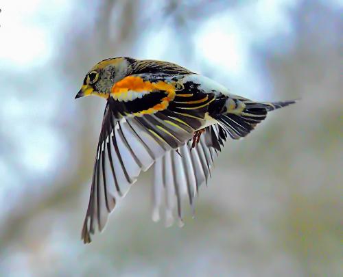 ���� ������.