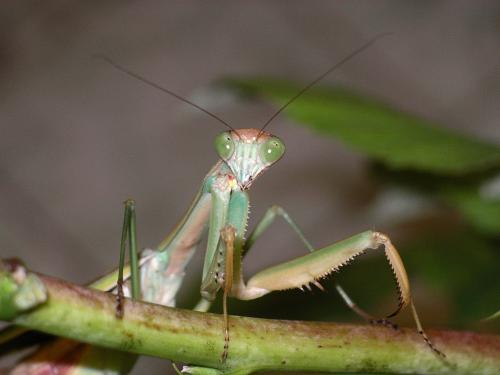 ������� ��������