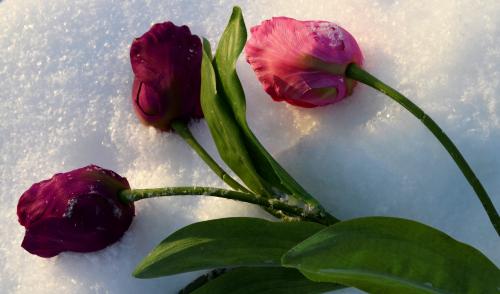 �������� �� �����