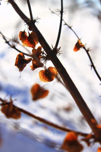 ������ �������