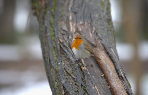 ���������.