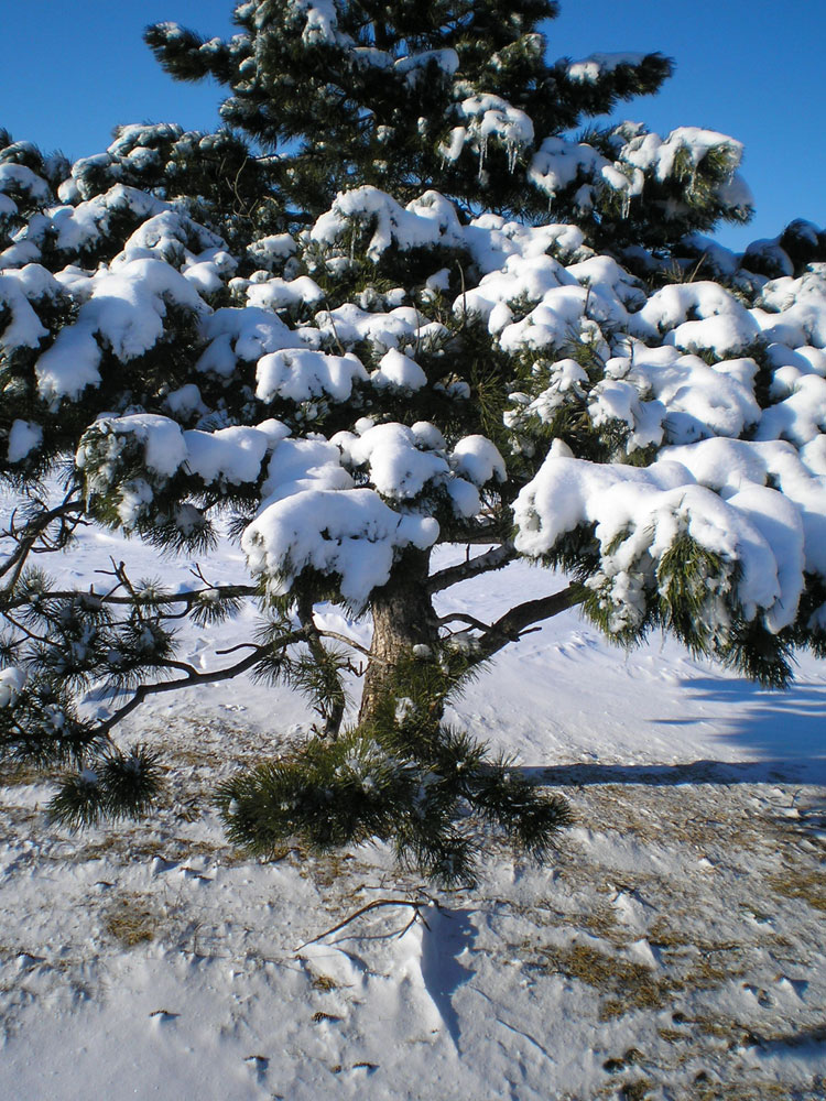 Хвойные под снегом. Деревья в снегу. Сосны в снегу. Зимние сосны. Сосна зимой.