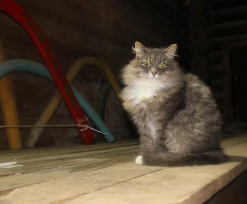 ����� �����