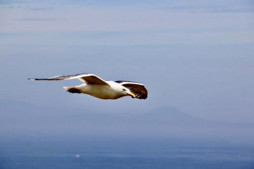 ���� �����