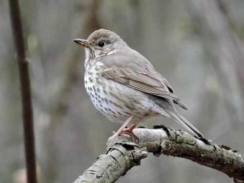 ������ �����