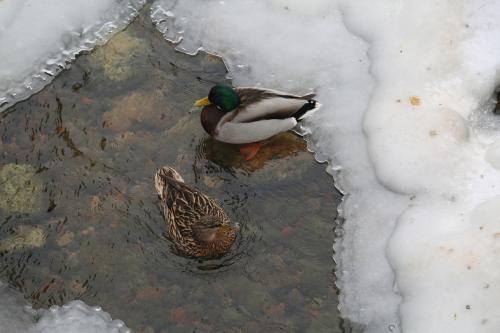 ������ �������