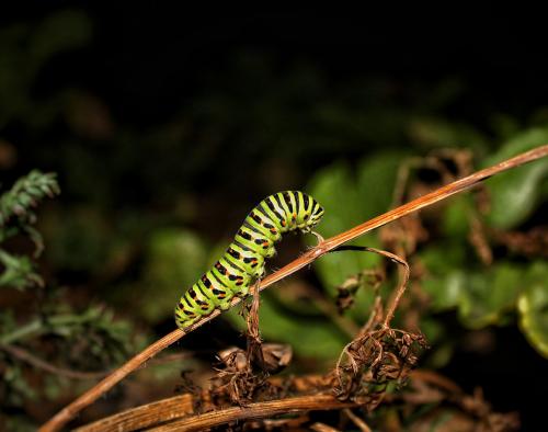 ��������� ��������� 