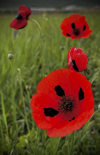 ���� ����