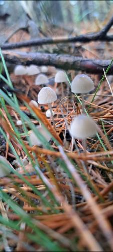 ������� ������� 