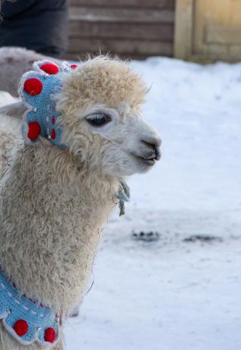 ���� ���� ����(�������)