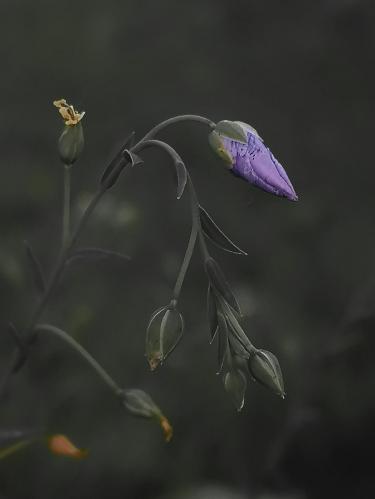 ���� ����