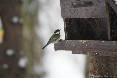 ������� ������