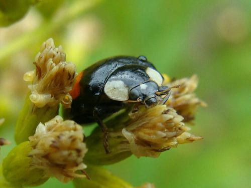 ����� ��������