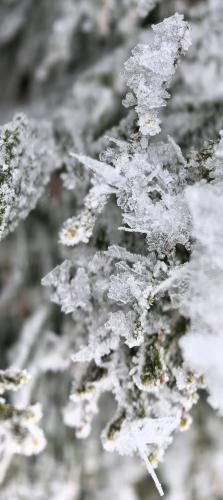 ���� ��� �����������