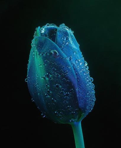 ����� �������