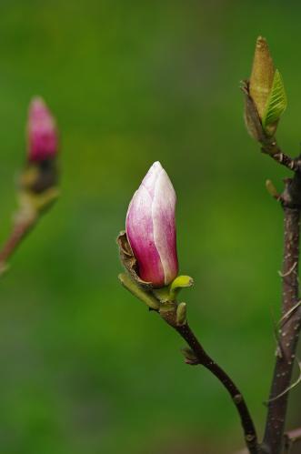 ����� ��������