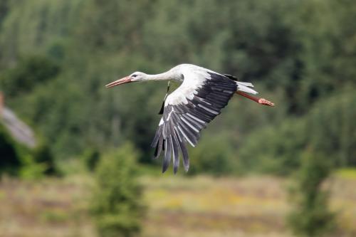 ���������� ��������: ����