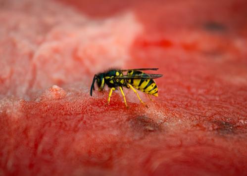 ������� �����