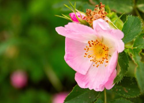 �������� ���������