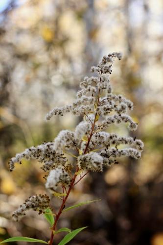 ��������� ����������