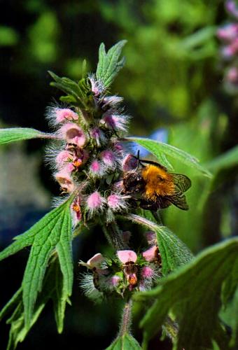 �������� �����