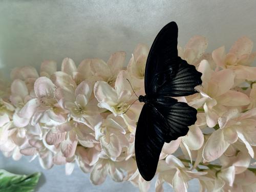 �� ��������� 