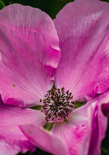 ������� �������� 