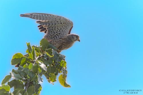 � ������ �����