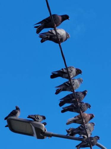 ����� �����