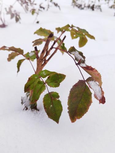 ������ ���������