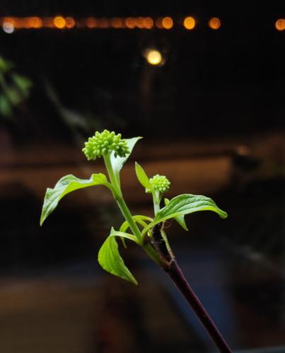 �������� �����