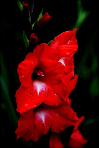 ������� ���������