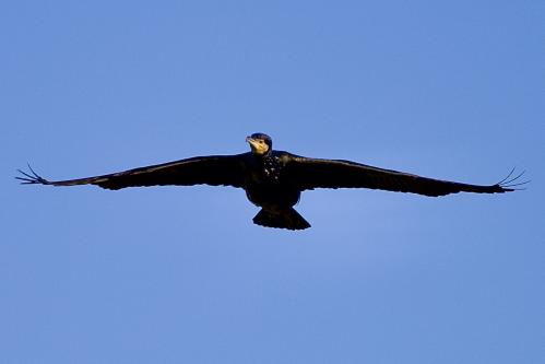 � ���� ������ ������