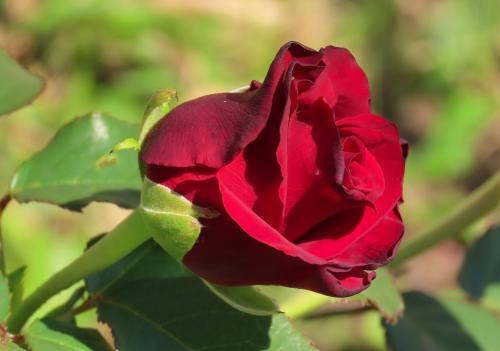 ���� ����� ���������